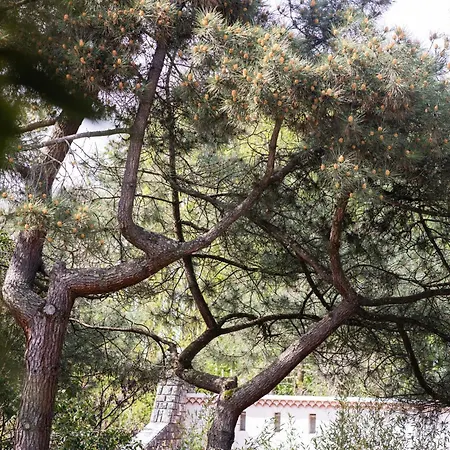 Apartamento Le Cocon Verdoyant *